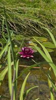 Blume im Teich Das ist ein Test